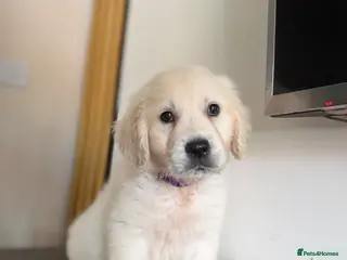 Golden Retriever dogs KC registered cream/ white fully health tested - Advert 17