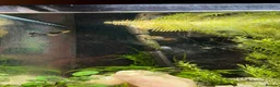 Rasboras fish for sale: Fluval 120L fish tank with stand and fish - Advert 2