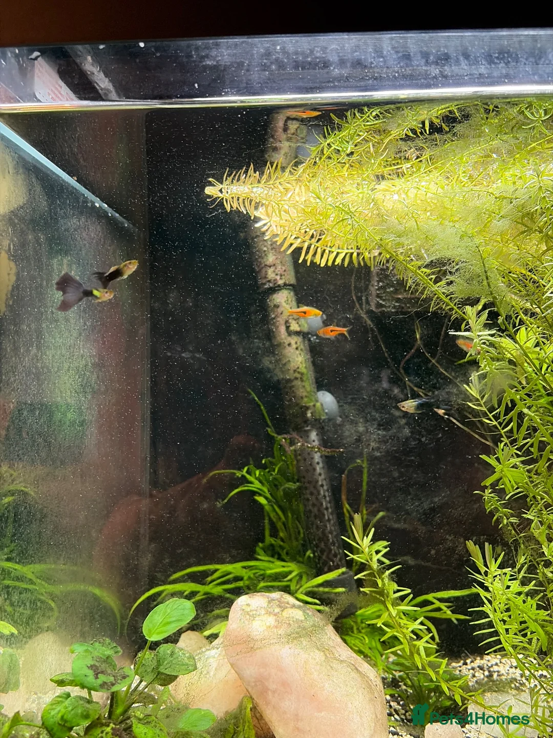 Rasboras fish for sale: Fluval 120L fish tank with stand and fish - Advert 2