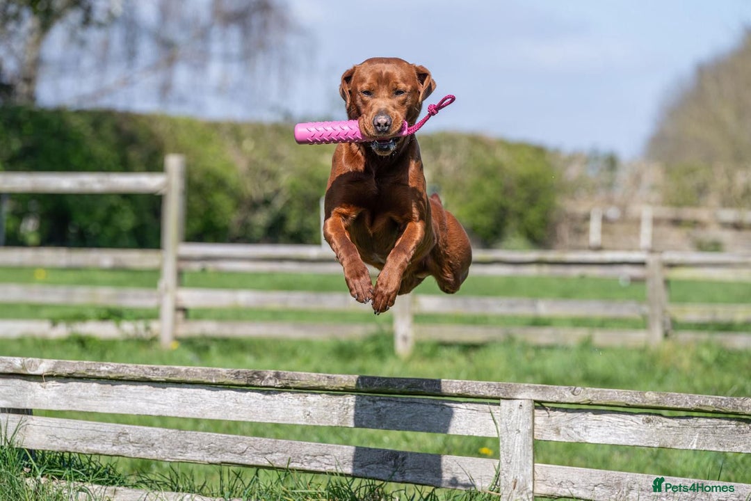 Labrador Retriever dogs for sale: Fox red labradors - Image 11