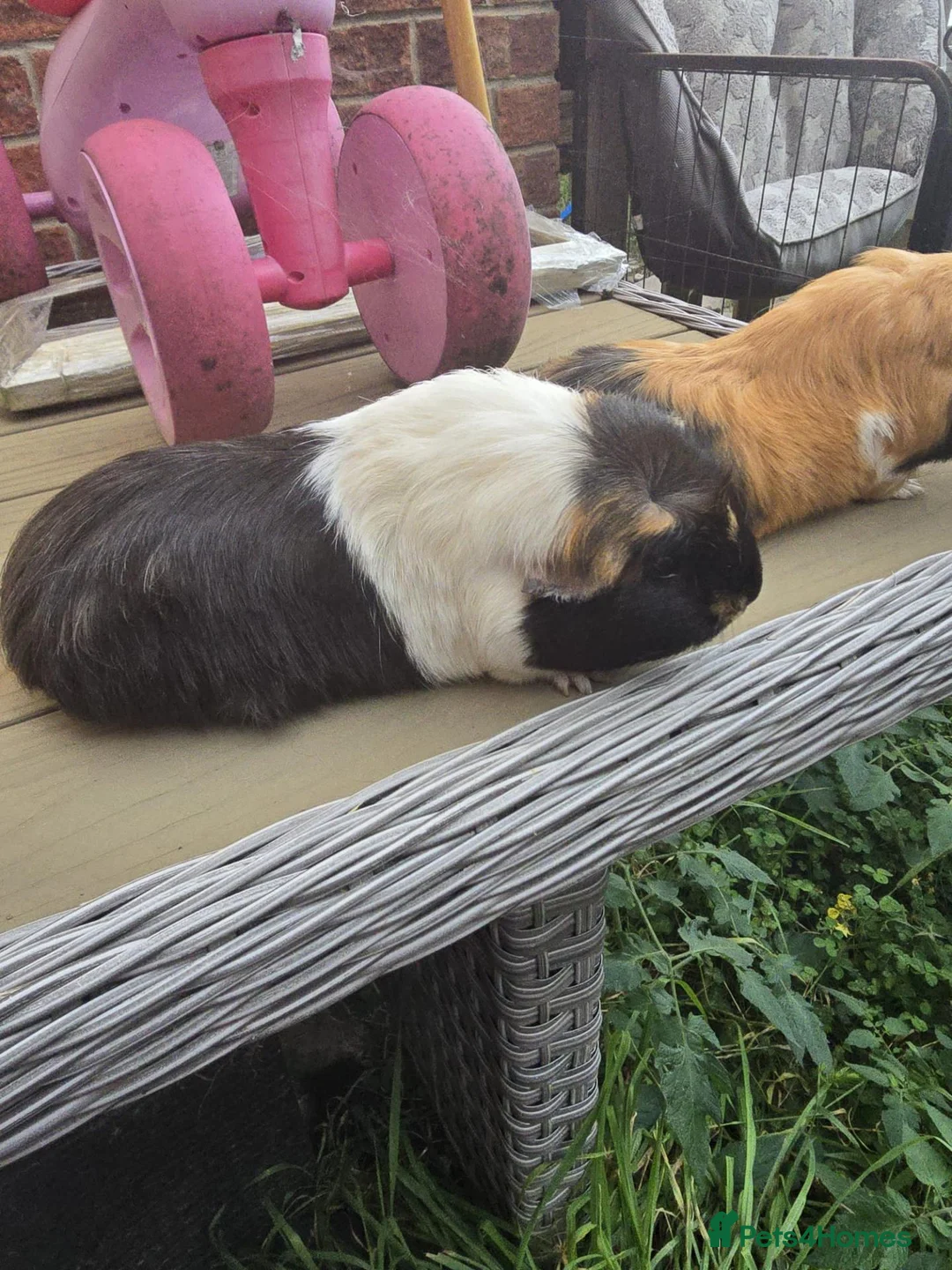 Guinea Pig rodents for sale: Free to good home in Doncaster - Advert 2