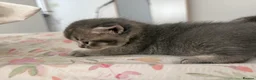 British Shorthair cats for sale: British shorthair /russian blue kittens  - Advert 9