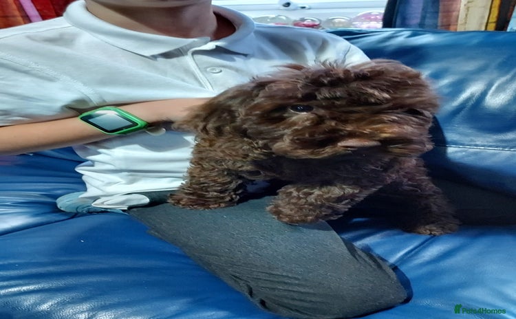 Cockapoo dogs - Advert 9