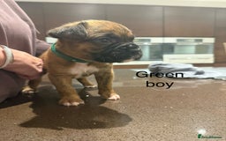 Boxer dogs for sale: Boxer Puppies  - Advert 20