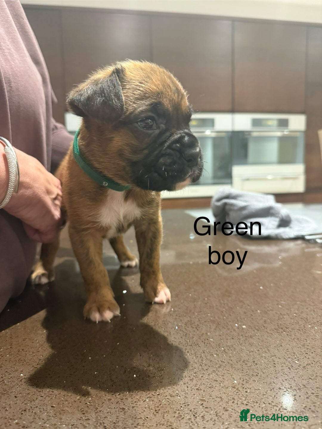 Boxer dogs for sale: Boxer Puppies  - Advert 20