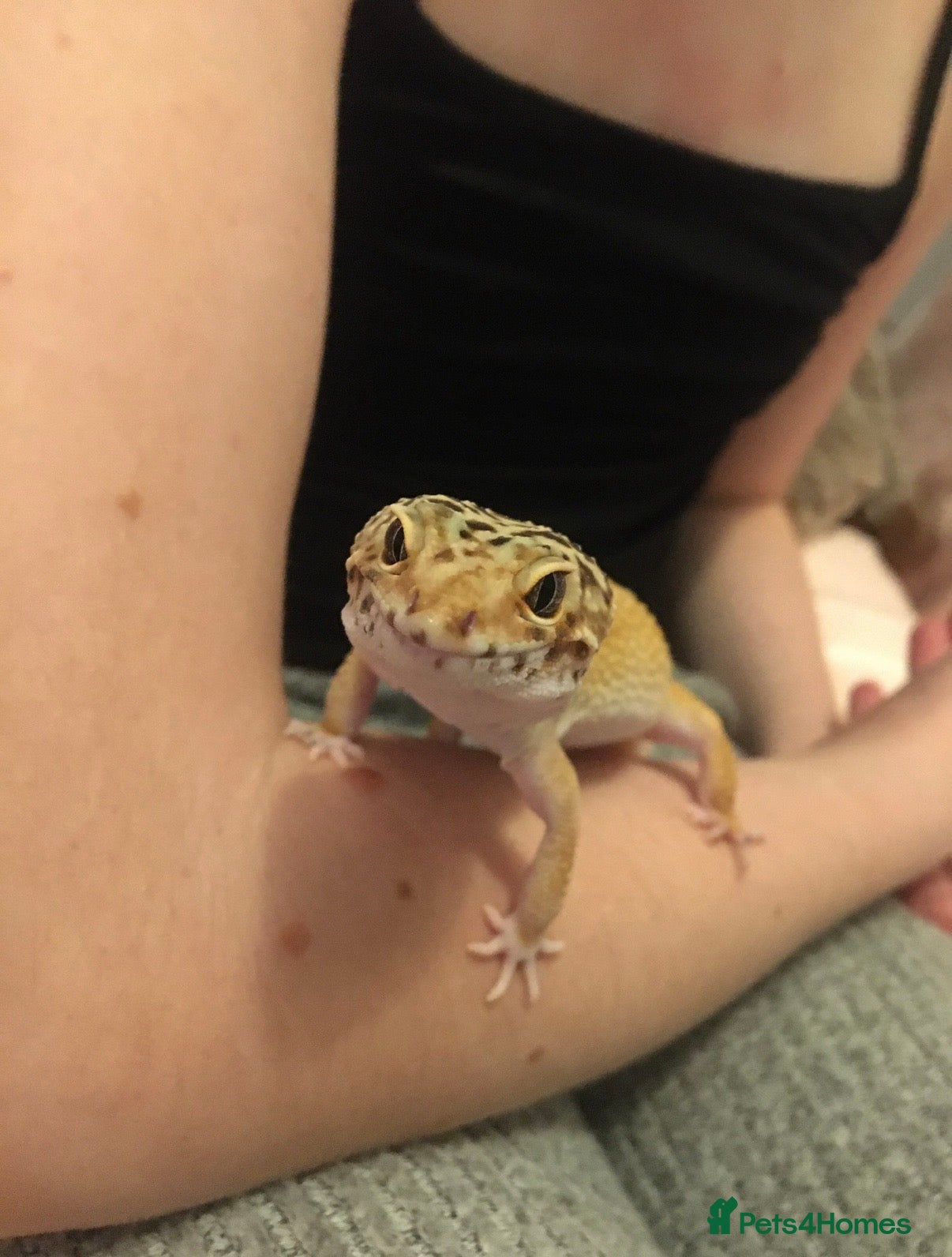 Leopard Gecko reptiles Female Leopard Gecko with Full Setup  - Advert 1
