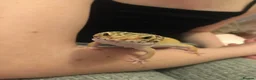 Leopard Gecko reptiles for sale: Female Leopard Gecko with Full Setup  in Petersfield - Advert 1