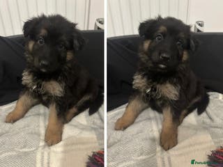 German Shepherd dogs German Shepherd Pups - Advert 7
