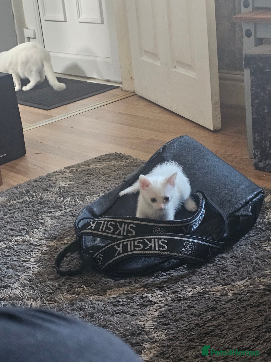 Mixed Breed cats for sale: Cats for sale - Image 4