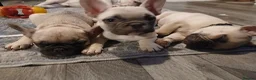 French Bulldog dogs for sale: Gorgeous frenchies. 3 girls left - Advert 7