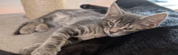 Mixed Breed cats for sale: Maine Coon cross Black Bengal  - Advert 8