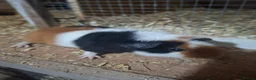 Guinea Pig rodents for sale: Guniea pigs males and females - Advert 6