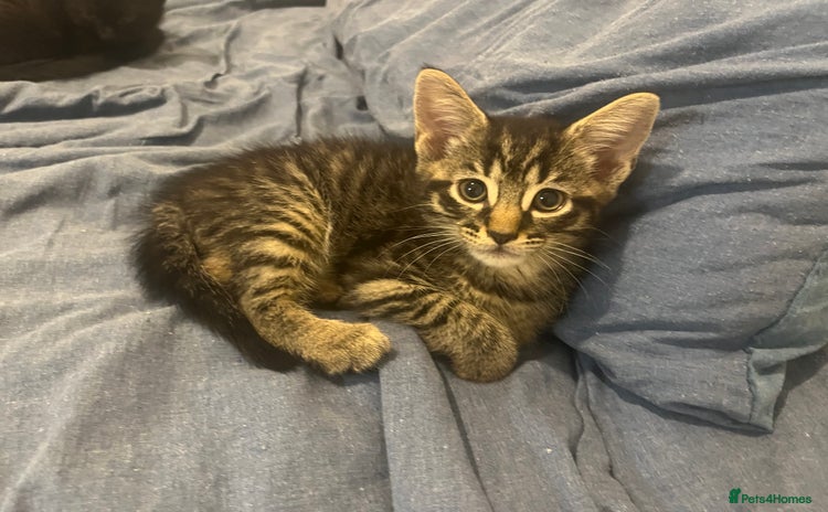 Mixed Breed cats in Waltham Cross - Advert 1