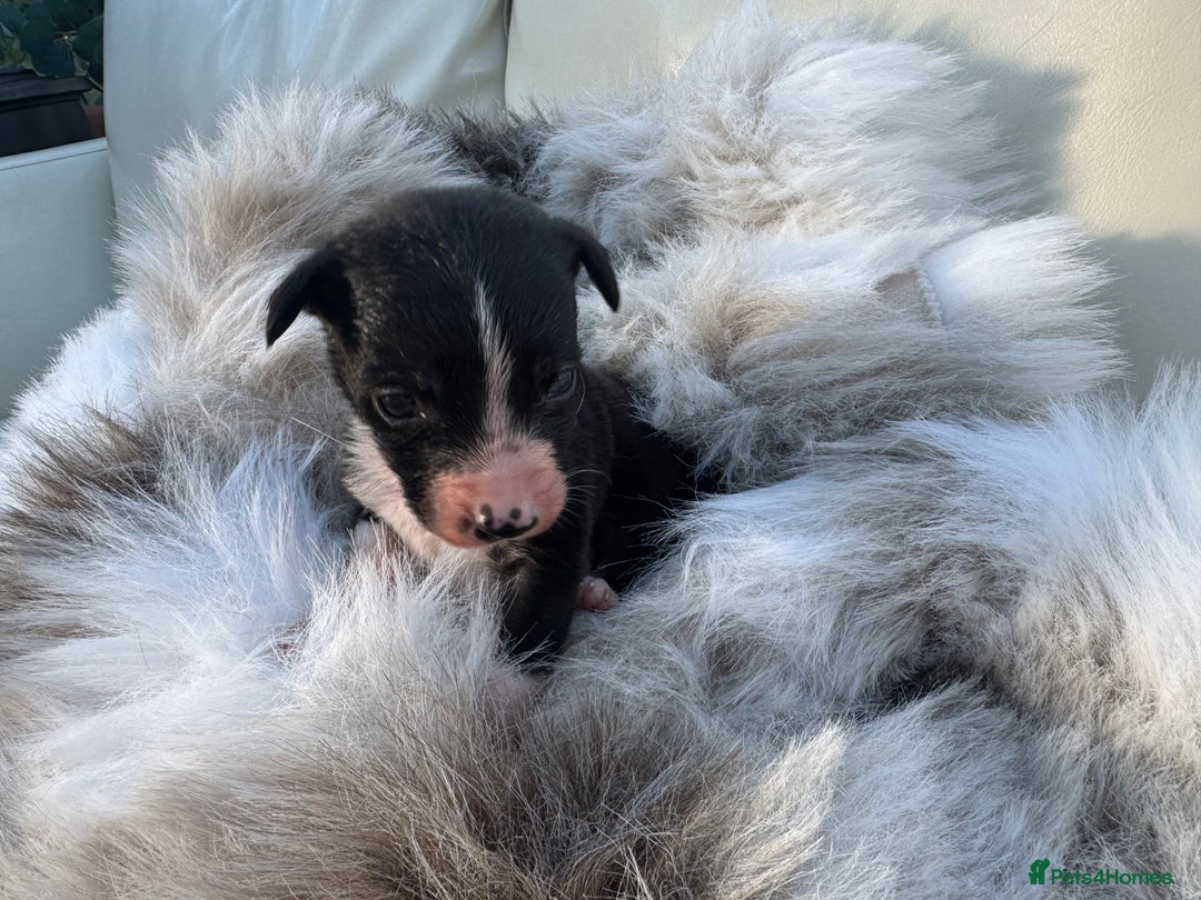 Mixed Breed dogs for sale: 🐾 Beautiful Whippet x Collie Puppies! 🐾 - Image 27
