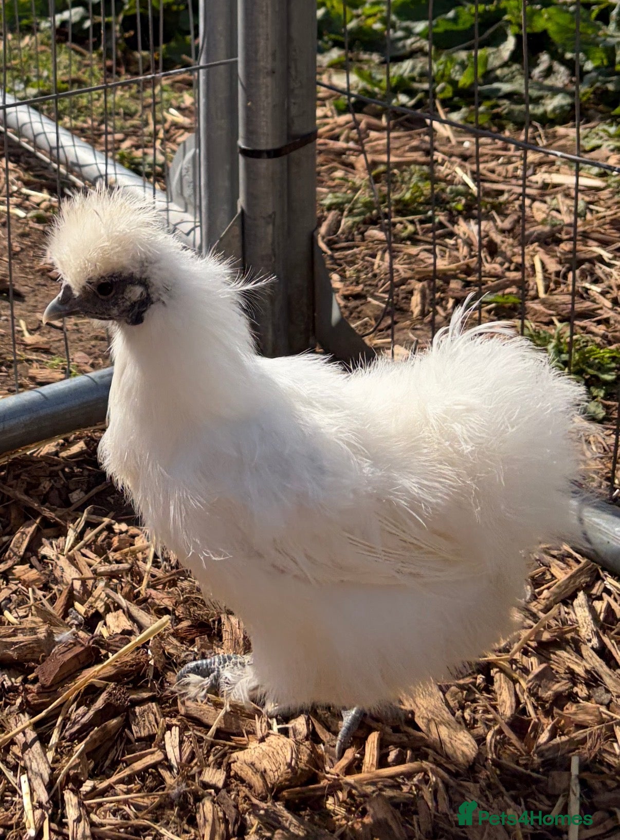 Chickens poultry 2 silkie hens last year birds  - Advert 19