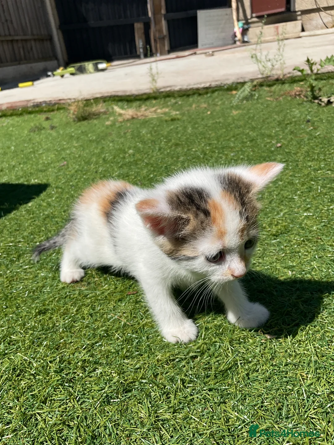 Mixed Breed cats for sale: kittens for sale in Wakefield - Advert 2
