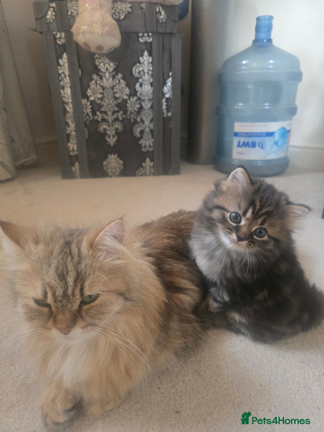 Siberian cats for sale: Siberian cross kitten - Image 9