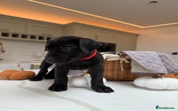Cane Corso dogs for sale: Beautiful Cane Corso Puppies - Image 14