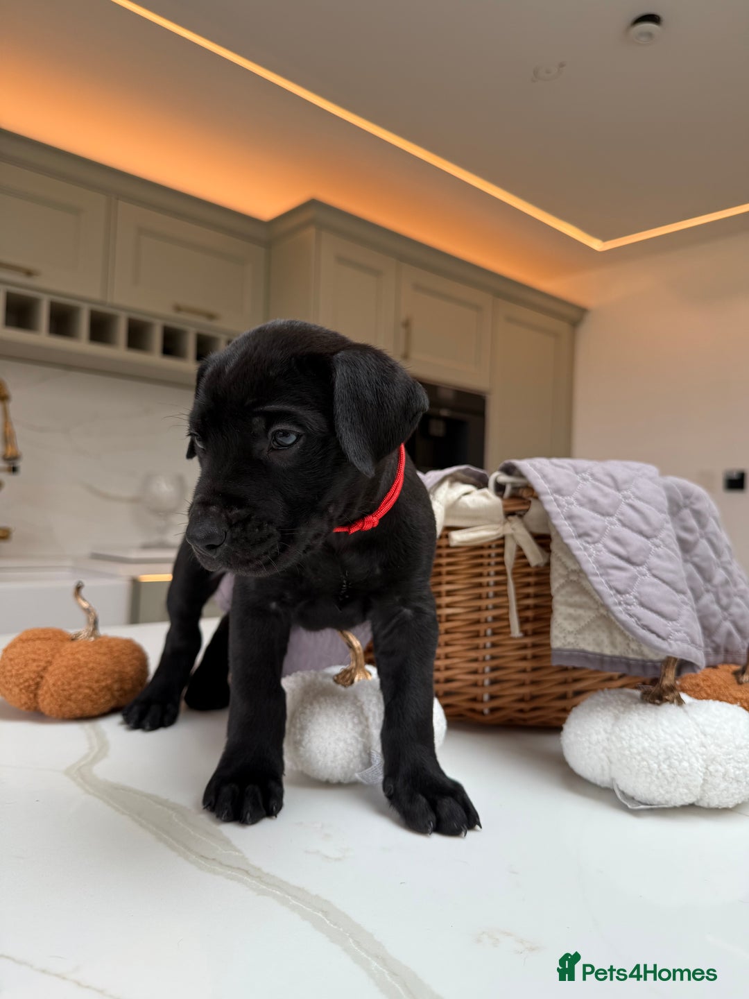 Cane Corso dogs for sale: Beautiful Cane Corso Puppies - Image 14
