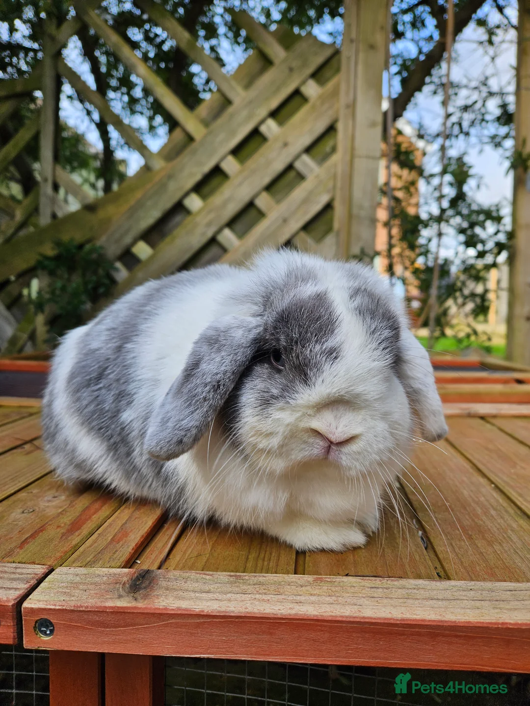 Mini Lop rabbits for sale: Mini lop doe - Advert 2