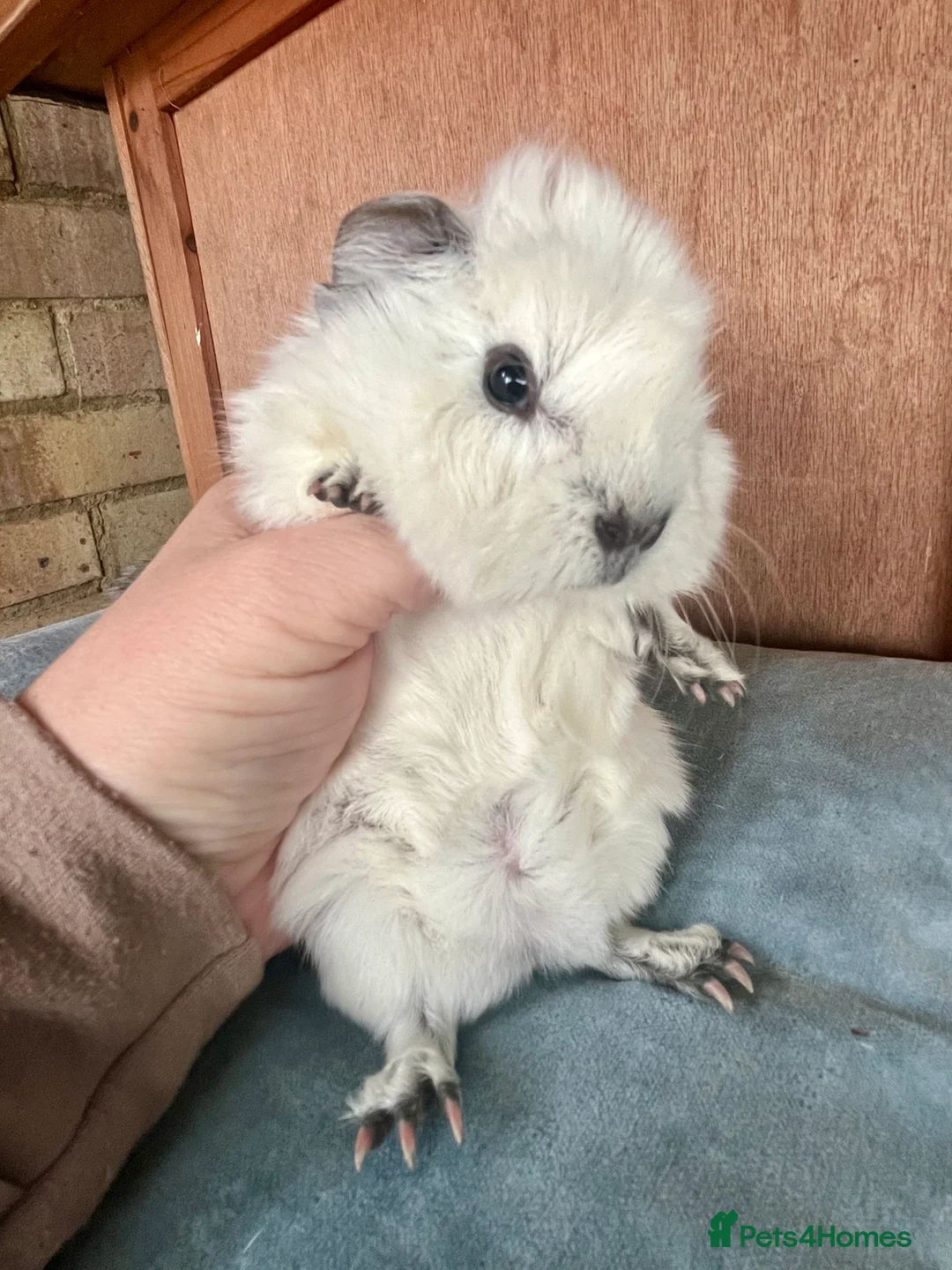 Guinea Pig rodents for sale: Guinea pig babies and young adults available  - Advert 3
