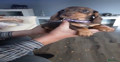 Miniature Dachshund dogs - Advert 16