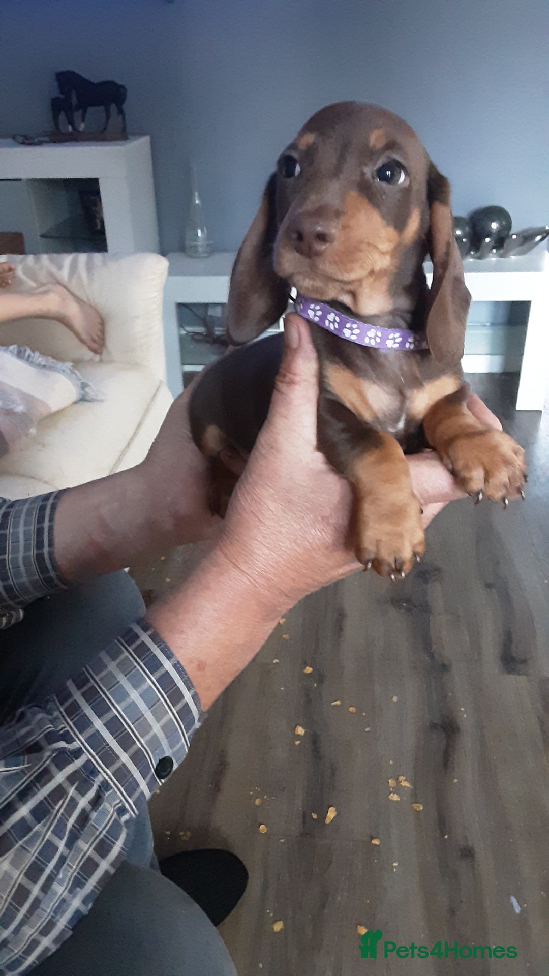 Miniature Dachshund dogs for sale: KC CHOCOLATE & TAN MINI DASCH - Image 3