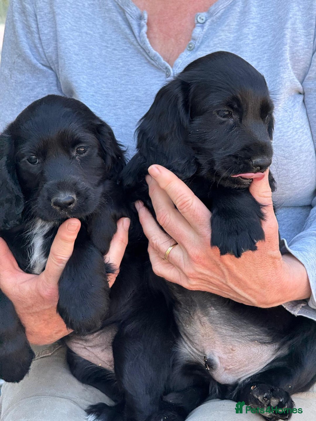 Cocker Spaniel dogs for sale: Cocker spaniel puppies  - Image 4