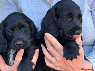 Cocker Spaniel dogs - Advert 13