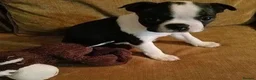Boston Terrier dogs for sale: Little Lovebugs in Their Finest Tuxedos in Leeds - Advert 4
