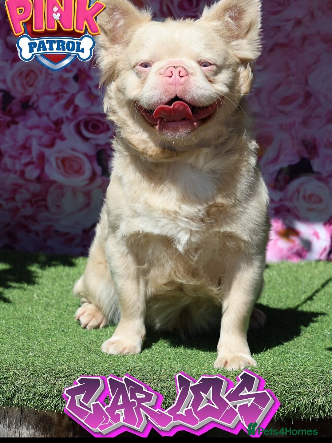 French Bulldog dogs for sale: French Bulldog Puppys - Advert 14