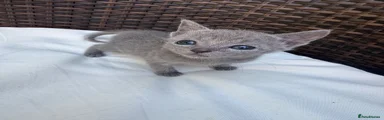 Russian Blue Kitten 3