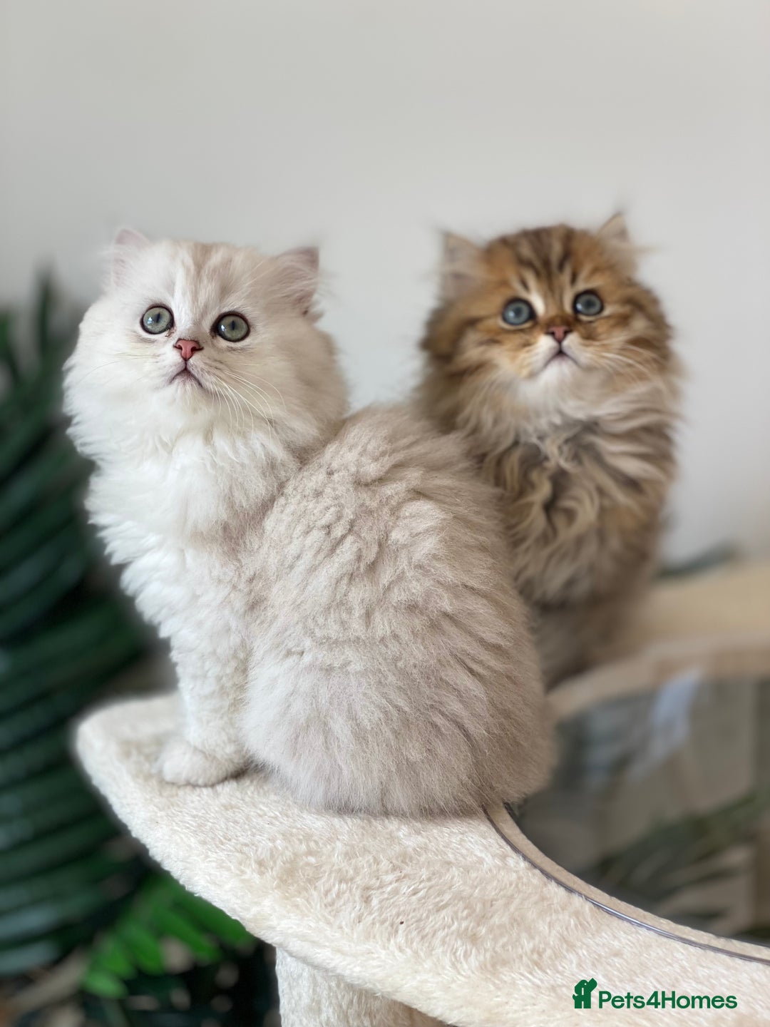 Persian cats for stud: ⭐️PERSIAN CHINCHILLA  PEDIGREE  STUD⭐️ in Gerrards Cross - Image 9