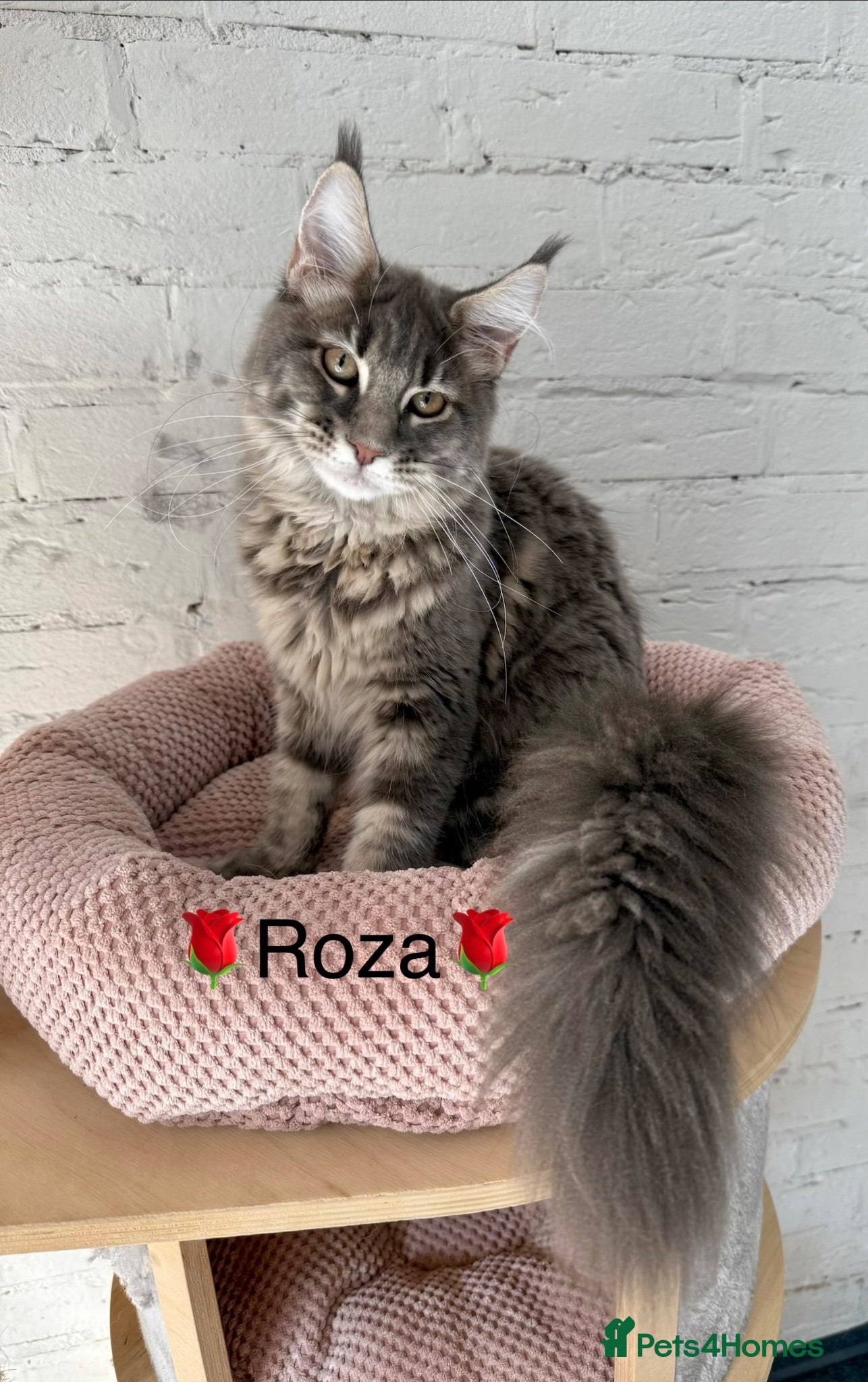 Maine Coon cats Pedigree Massive TICA registered kittens  - Advert 2