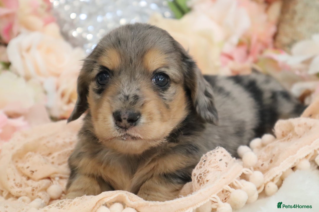 Miniature Dachshund dogs for sale: KC Registered Miniature Dachshund Puppies - Image 17