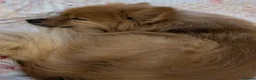 Pomeranian dogs for sale: Urgent rehoming male Pomeranian in Louth - Advert 3