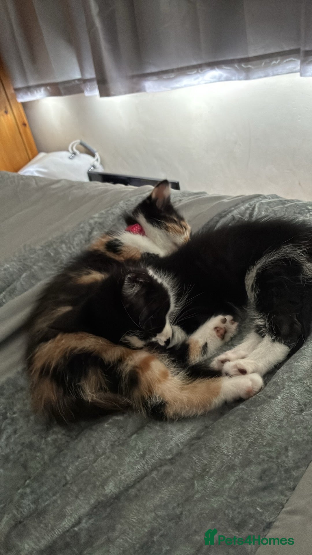 British Shorthair cats for sale: 5 month old kittens for sale £20 each  - Image 1