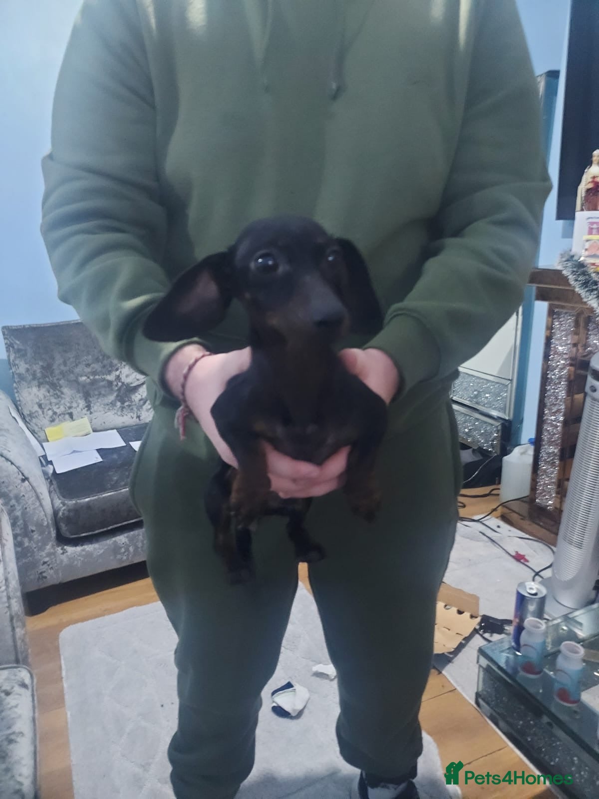 Miniature Dachshund dogs Miniature daschund  - Advert 18