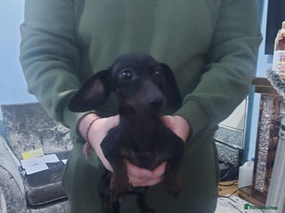 Miniature Dachshund dogs Miniature daschund - Advert 6