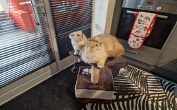 Scottish Fold cats for sale: Pure white Scottish straight - Image 3