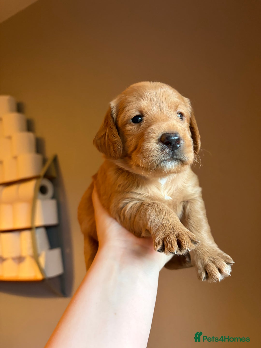 Labradoodle dogs for sale: Fox Red F1 Miniature Labradoodles  - Advert 13