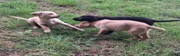 Labrador Retriever dogs for sale: Labrador Pups in Pontypool - Advert 8