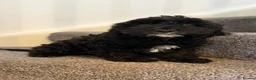 Cockapoo dogs for sale: American cockapoo from health tested parents - Advert 21