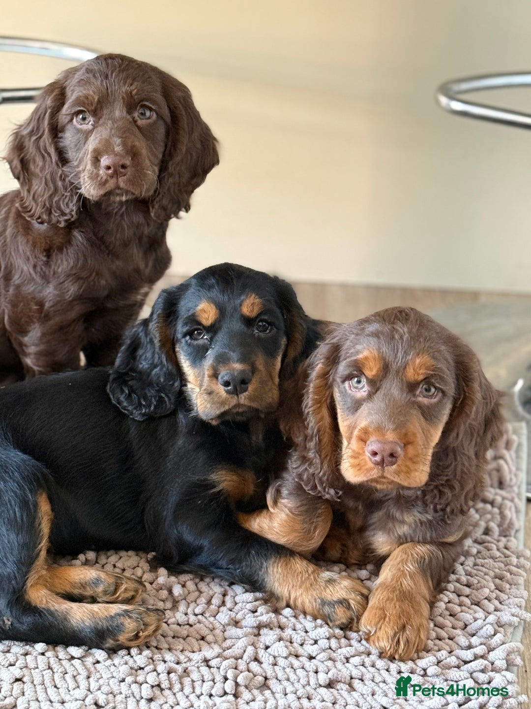 Cocker Spaniel dogs for sale: 6 beautiful Cocker Spaniel puppies.  - Advert 22