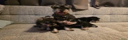 Miniature Schnauzer dogs for sale: READY NOW KC registered miniature schnauzer pups - Advert 1