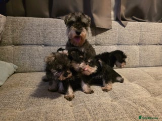 Miniature Schnauzer dogs READY NOW KC registered miniature schnauzer pups - Advert 1