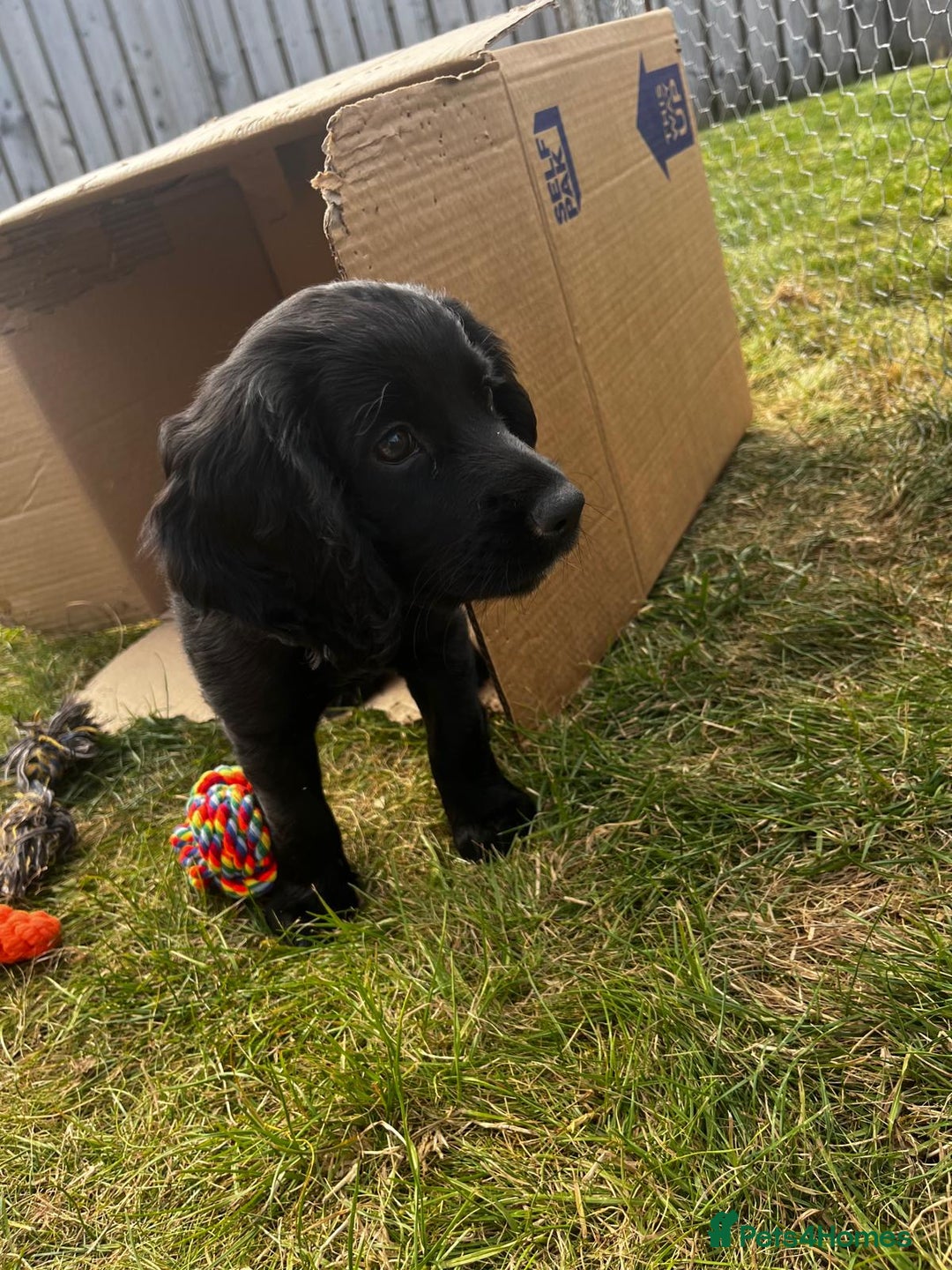 Cocker Spaniel dogs for sale: Gorgeous KC Working Cocker Spaniel Puppy Available - Image 8