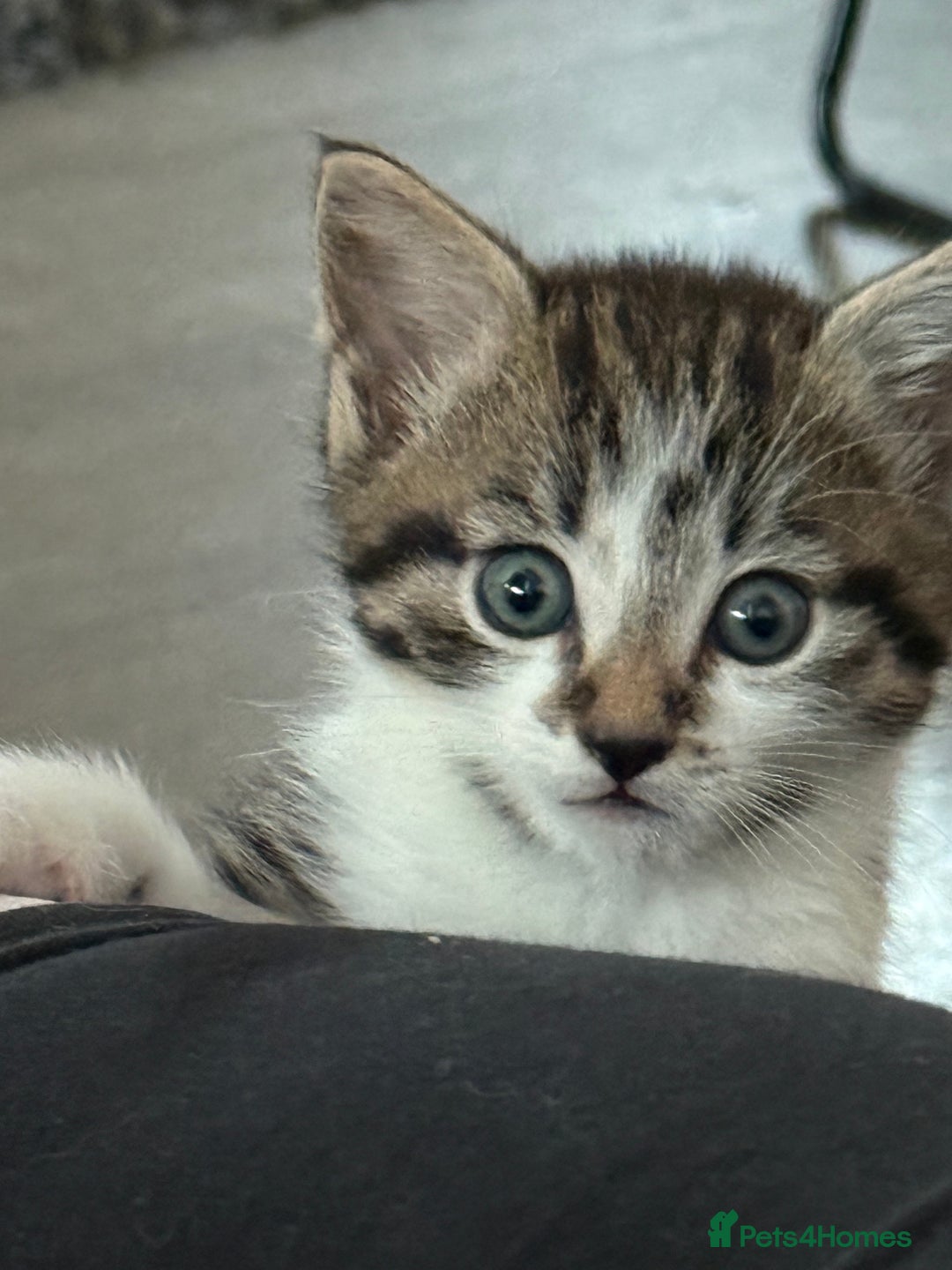 Domestic Shorthair cats for sale: 3 beautiful tabby females  - Image 8