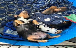 Mixed Breed dogs for sale: Jack Russel x Lucas Terrier Puppies - Image 28