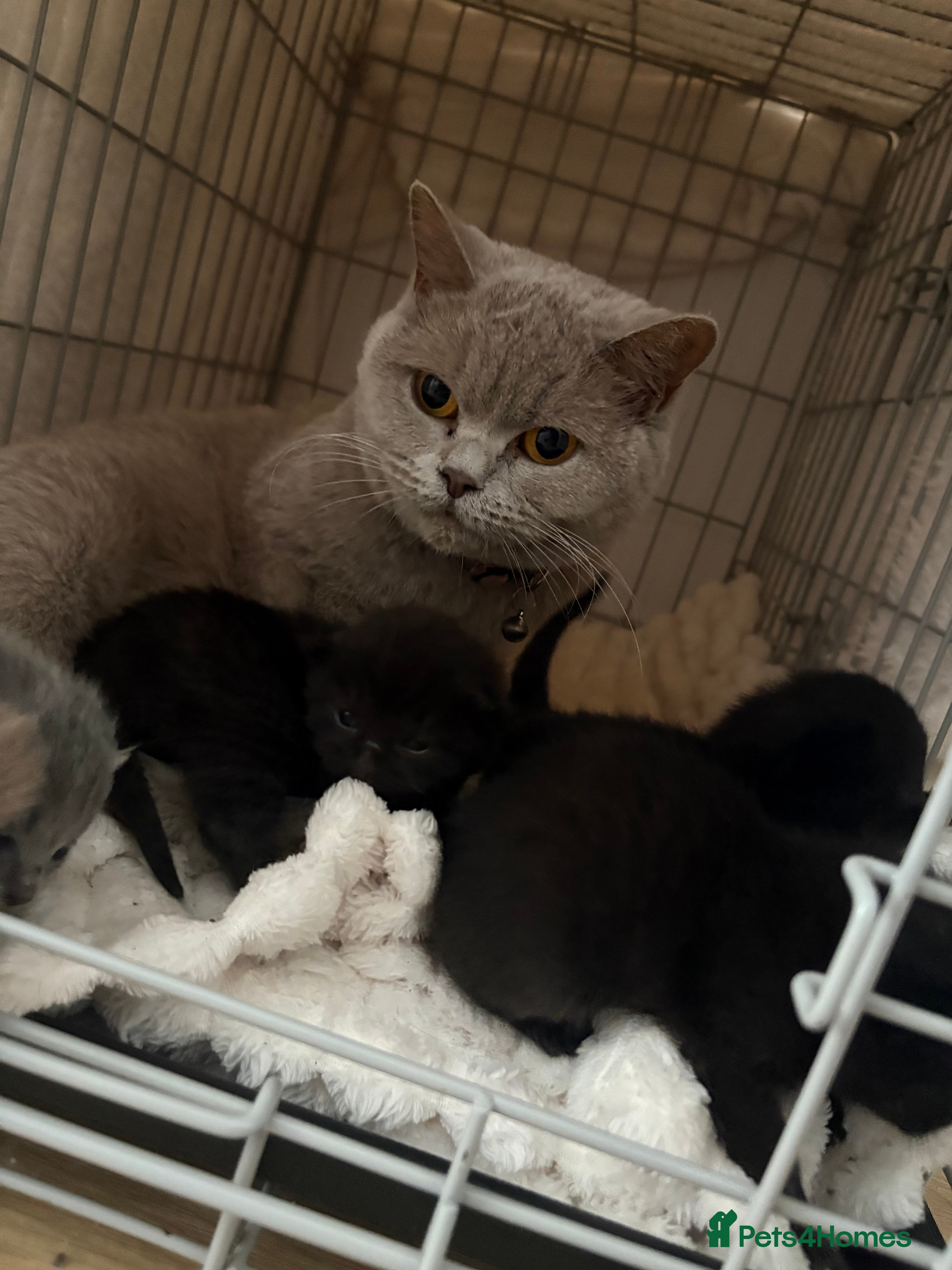 British Shorthair cats British shorthair kittens 🩷💙 - Advert 11